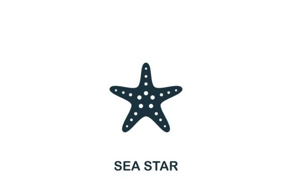 Sea Star Icon Graphics and Icons Review